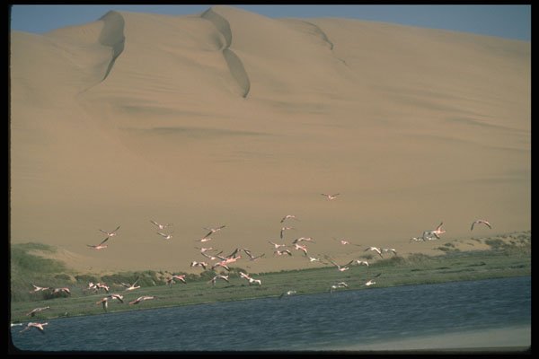 335032 Thousands Of Birds In Sandwich Harbor's Lagoon A4 Photo Print