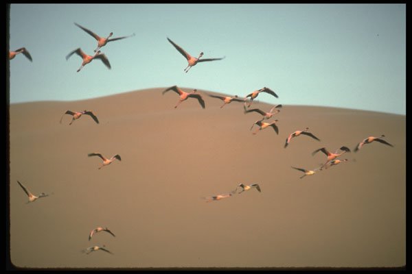 335033 A Flight Of Pink Flamingos A4 Photo Print