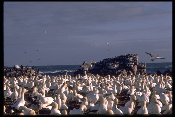 335034 Cape Gannets Gather Along The Coast A4 Photo Print