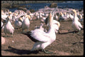 335035 Cape Gannets Gather Along The Coast A4 Photo Print