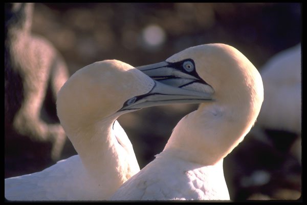 335036 Two Cape Gannets Delouse Each Other A4 Photo Print
