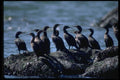 335038 Cormorants Ready To Take Flight A4 Photo Print