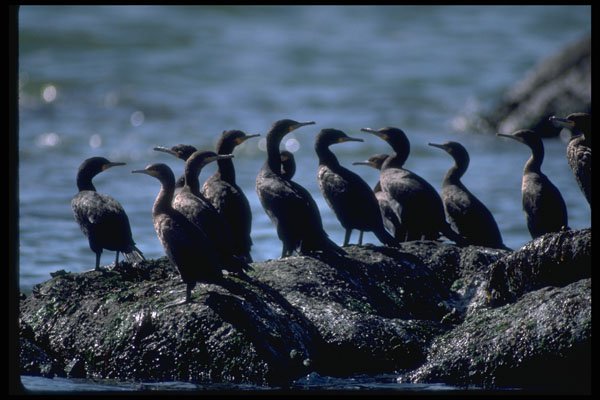 335038 Cormorants Ready To Take Flight A4 Photo Print