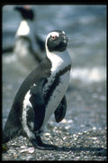 335041 Rocky Islets, Home To Cape Penguins A4 Photo Print