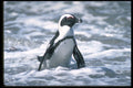 335042 Rocky Islets, Home To Cape Penguins A4 Photo Print