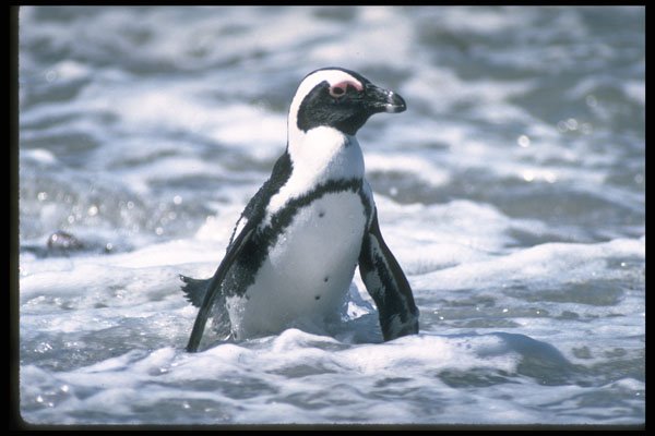 335042 Rocky Islets, Home To Cape Penguins A4 Photo Print