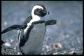 335043 Rocky Islets, Home To Cape Penguins A4 Photo Print