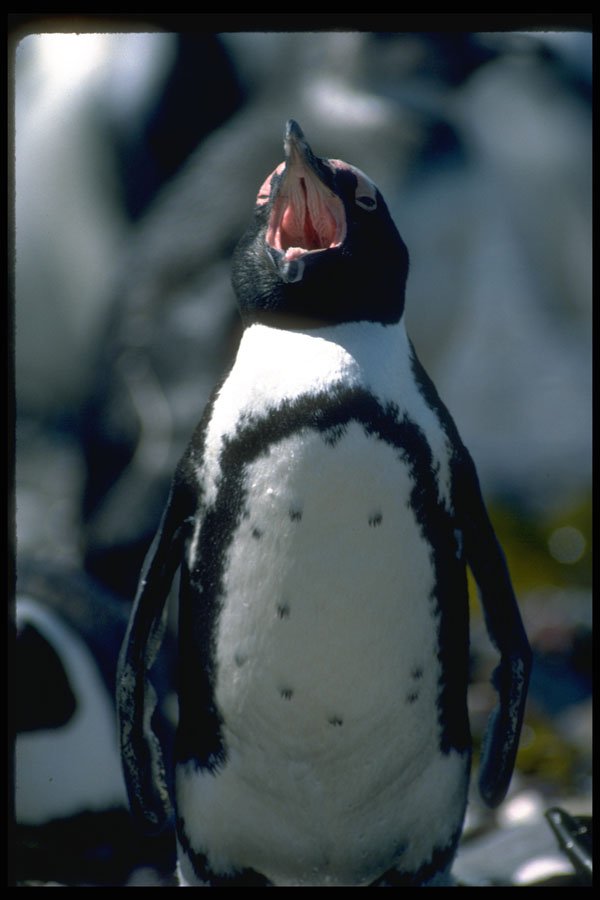 335044 Penguins Defending Their Territory A4 Photo Print