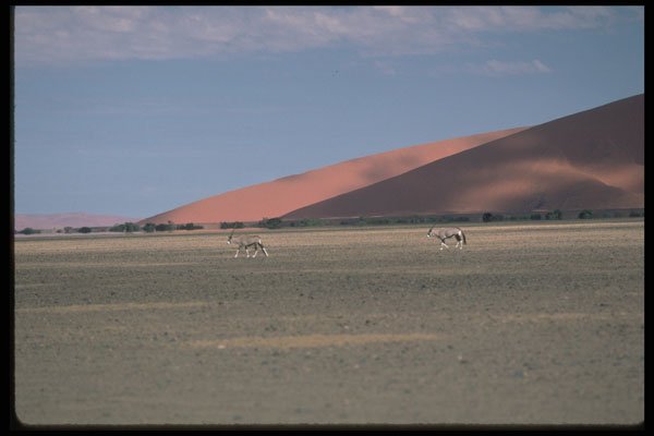 335064 Oryx Roaming The Desert A4 Photo Print