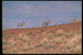 335065 Oryx Roaming The Desert A4 Photo Print