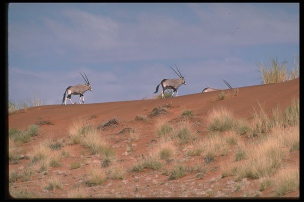 335065 Oryx Roaming The Desert A4 Photo Print