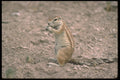 335066 Squirrel A4 Photo Print