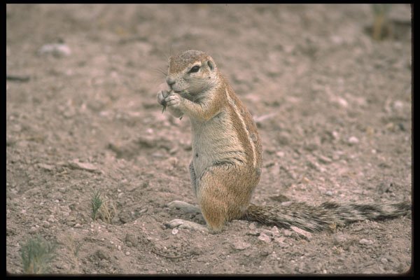 335066 Squirrel A4 Photo Print