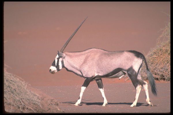 335068 Oryx Roaming The Desert A4 Photo Print