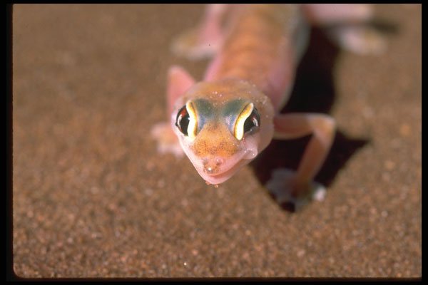 335069 Nocturnal Palmatogecko A4 Photo Print