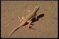 335071 The Aporosaura Anchietae Begins A Thermal Dance  A4 Photo Print
