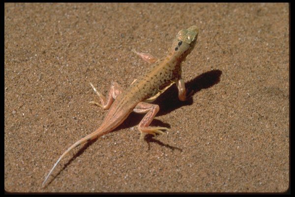 335071 The Aporosaura Anchietae Begins A Thermal Dance  A4 Photo Print