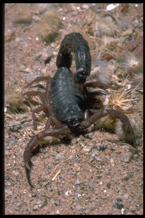 335072 Venomous Scorpion A4 Photo Print
