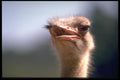 335074 Male Ostrich A4 Photo Print
