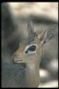 335075 Damara Dik Dik Antelope A4 Photo Print