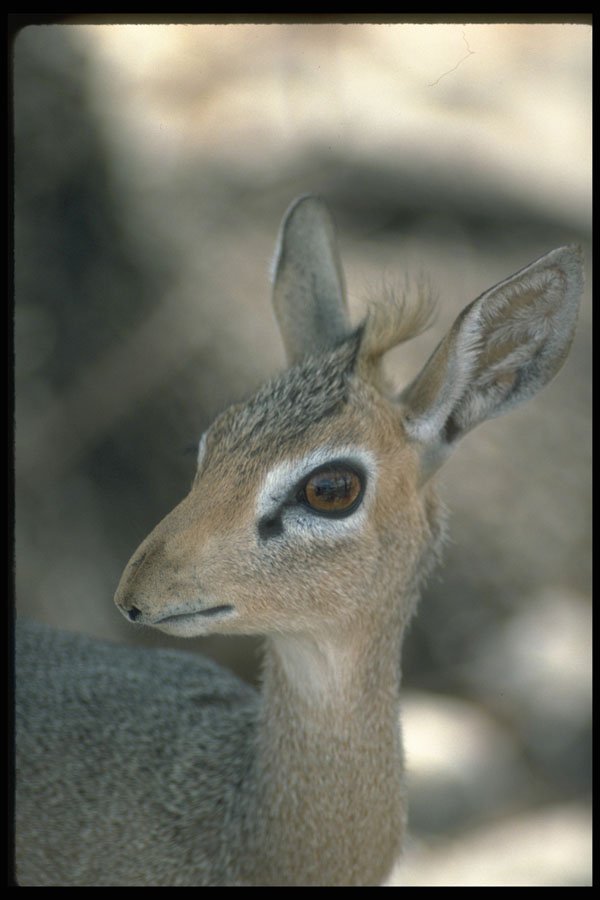 335075 Damara Dik Dik Antelope A4 Photo Print