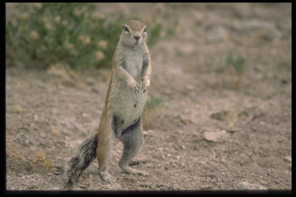 335077 Alert Squirrel A4 Photo Print