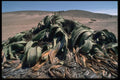 335078 The Welwitchia Mirabilis A4 Photo Print