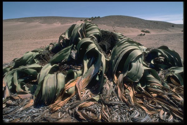 335078 The Welwitchia Mirabilis A4 Photo Print