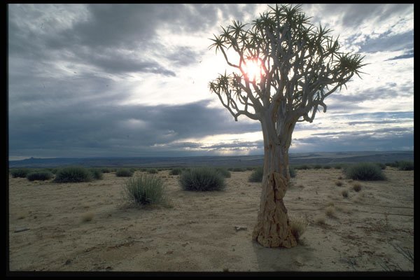 335079 Aloe Tree A4 Photo Print