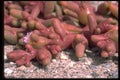 335081 Mesembyanthemum Cryptantum A4 Photo Print