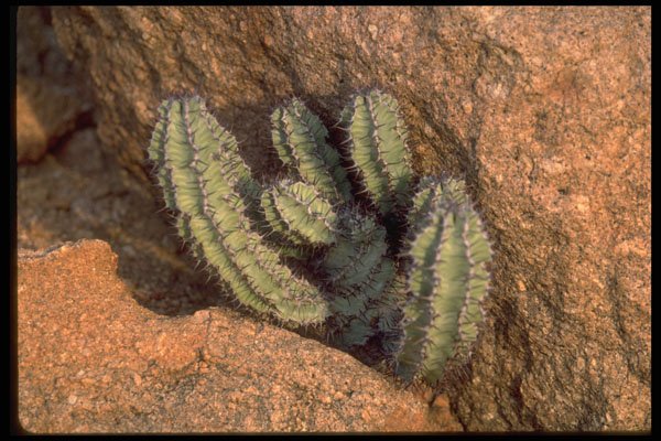 335082 Euphorbia A4 Photo Print