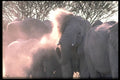 335083 Elephants Throwing Dust On Themselves To Kill Parasites A4 Photo Print