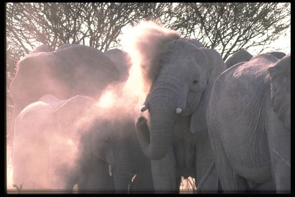 335083 Elephants Throwing Dust On Themselves To Kill Parasites A4 Photo Print