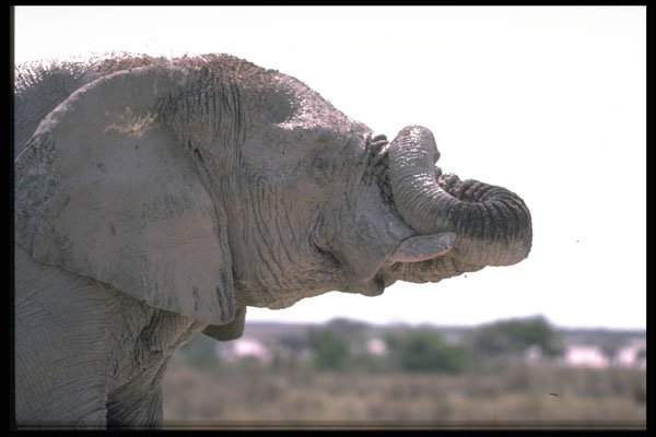 335084 Elephant Roaming The Desert A4 Photo Print