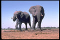 335085 Elephants Drinking A4 Photo Print