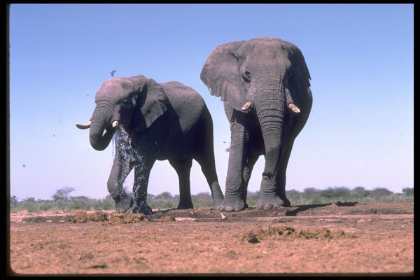335085 Elephants Drinking A4 Photo Print