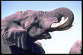 335086 Elephant Communicating With The Herd With Its Trunk A4 Photo Print