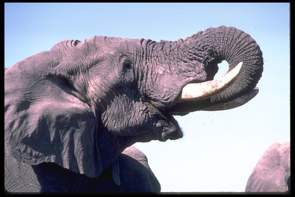 335086 Elephant Communicating With The Herd With Its Trunk A4 Photo Print