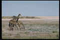 335087 Group Of Giraffes Around The Depression Of Etosha Pan A4 Photo Print
