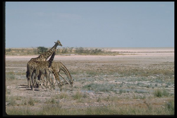 335087 Group Of Giraffes Around The Depression Of Etosha Pan A4 Photo Print