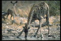 335088 Giraffe Drinking Ground Water A4 Photo Print