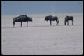 335089 Wildebeasts Crossing The Stretches Of The Desert A4 Photo Print