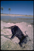 335090 Remains Of An Antelope A4 Photo Print