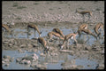 335091 Gazelle's Drinking Ground Water A4 Photo Print