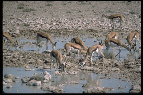 335091 Gazelle's Drinking Ground Water A4 Photo Print