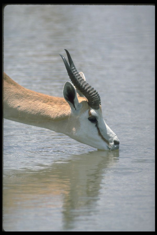 335092 Gazelle Drinking Ground Water A4 Photo Print