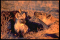 335093 Family Of Hyenas A4 Photo Print