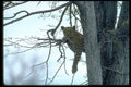 335094 Leopard In Tree A4 Photo Print
