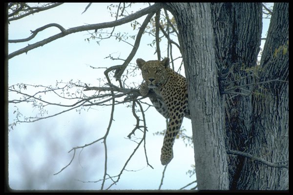 335094 Leopard In Tree A4 Photo Print