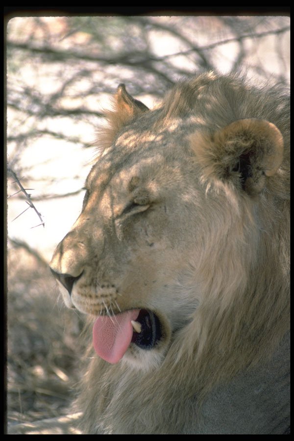 335095 Lion Panting A4 Photo Print